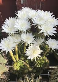 Echinopsis Flower Seeds for Planting – Premium Quality, Heirloom & Non-GMO Seeds
