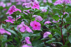 Vinca Flower Seeds for Planting – Heirloom, Non-GMO, Garden Favorite, High Germination