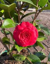 Camellia Flower Seeds for Planting Heirloom Non-GMO High Germination Organic Garden Seeds