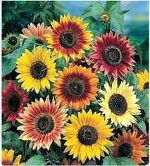 Sunflower Seeds for Planting – Wildflower Mix, Heirloom, Non-GMO, High Germination Organic Garden Seeds