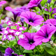 Sunrise Cascading Petunia Flower Seeds for Planting - Heirloom, Non-GMO, High Germination Organic Garden Seeds