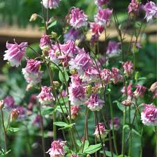 Pale Pink Columbines Flower Seeds for Planting – Heirloom Non-GMO High Germination Organic Garden Seeds