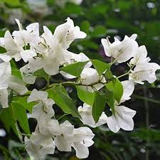 White Bougainvillea Seeds for Planting – Heirloom, Non-GMO, Fragrant Organic Garden