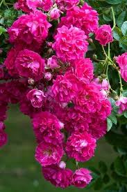 Deep Pink Climbing Rose Flower Seeds for Planting – Heirloom, Non-GMO, Cottage Garden Essential