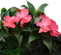 Impatiens Psittacina Flower Seeds for Planting – Hardy Variety, Heirloom, Non-GMO, High Germination Garden Seeds