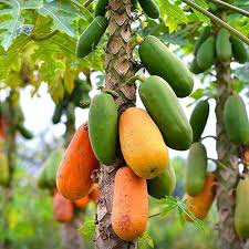 Mixed Papaya fruit seeds for planting - Heirloom & Non-GMO Garden seeds, tangy-sweet seedless variety for gardens