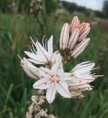 Heirloom Asphodelus Albus Flower Seeds for Planting | Non-GMO, High Germination, Organic Garden Seeds