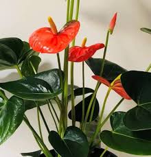 Anthurium Dark Orange Flower Seeds for Planting – Heirloom, Non-GMO, High Germination Organic Garden Seeds