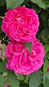 Rose Rosa Flower Seeds for Planting - Bright Blooms, Heirloom, Non-GMO, High Germination Organic Garden Seeds