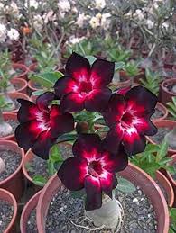 Adenium Obesum Flower Seeds – Heirloom, Non-GMO, High Germination Organic Garden Seeds