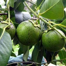 Fruit Seeds,Garden seeds, Seeds For Planting,Plant Seeds