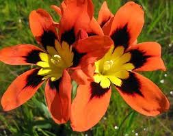 Orange Black Sparaxis Seeds for Planting – Cut Flower Favorite, Heirloom, Non-GMO Organic Garden Seeds