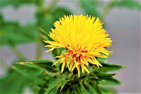 Yellow Safflower Flower seeds for Planting - Sun Loving, Heirloom & GMO Free Seeds for Home Garden