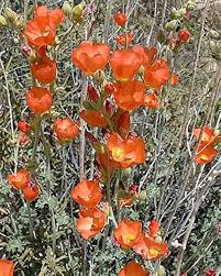 Globemallow Flower Seeds for Planting – Heirloom, Non-GMO, High Germination Organic Garden Seeds