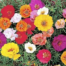 Grandiflora Flower Seeds for Planting – Heirloom, Non-GMO Drought Tolerant, High Germination Seeds
