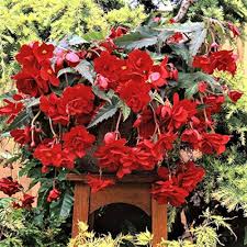 Trailing Begonia Flower Seeds for Planting – Heirloom, Non-GMO, Sun Loving Organic Garden Seeds