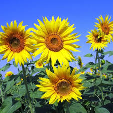 Yellow Sunflower Flower Seeds for Planting – Heirloom, Non-GMO Easy-to-Grow Organic Garden Seeds