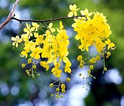 Yellow Cassia Flower Seeds for Planting – Heirloom, Non-GMO, Garden Favorite Organic Seeds
