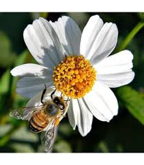 Bidens Flower Seeds for Planting Heirloom Non-GMO High Germination Organic Garden Seeds