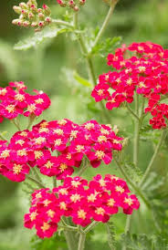 Yarrow Flower Seeds for Planting - Heirloom, Non-GMO, High Germination Organic Garden Seeds