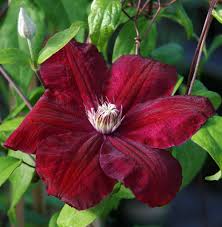 Clematis Burgundy Flower Seeds for Planting – Heirloom Non-GMO High Germination Organic Garden Seeds