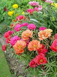 Heirloom Portulaca Flower Seeds – Non-GMO, High Germination Organic Garden Seeds