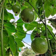 Green Lasiacantha fruit seeds for planting - Heirloom & Non-GMO Garden seeds, rare nutritious fruit variety for gardens