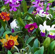 Cattleya Intermedia Flower Seeds for Planting – Long Bloom Season, Heirloom, GMO Free Garden Seeds