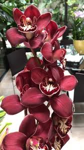 Maroon Phalaenopsis Orchid Flower Seeds for Planting – Premium Quality Heirloom Non-GMO Organic Seeds