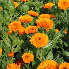 Heirloom Calendula Flower Seeds for Planting – Non-GMO, High Germination Organic Garden Seeds