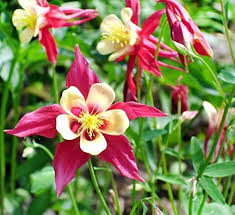 Columbine Flower Seeds for Planting – Premium Quality, Heirloom, GMO Free Organic Garden Seeds