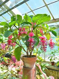 Medinilla Flower Seeds for Planting – Seasonal Bloomer, Heirloom, Non-GMO, High Germination Seeds