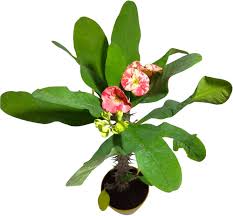 Green Euphorbia Flower Seeds for Planting – Heirloom, Non-GMO, High Germination Garden Seeds
