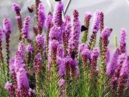 Pink Liatris Spicata Flower Seeds for Planting – Heirloom, Non-GMO, Perfect for Borders Organic Garden Seeds