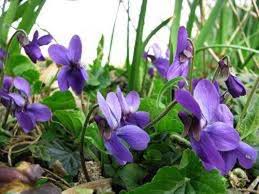 Purple Viola Charlotte Flower Seeds for Planting – Fragrant Heirloom, Non-GMO, High Germination Garden Seeds