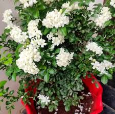 White Murraya Paniculata Flower Seeds for Planting – Long Bloom Heirloom Non-GMO, High Germination Organic Garden Seeds