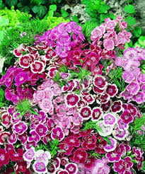 Mixed Williams Flower Seeds for Planting – Heirloom, Non-GMO, Vibrant Colors Organic Garden Seeds