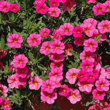 Pink Kabloom Flower Seeds for Planting – Low Maintenance Heirloom, Non-GMO, High Germination Organic Garden Seeds