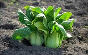 Green Pak Choi Flower Seeds for Planting – Heirloom, Non-GMO, Bright Blooms, High Germination