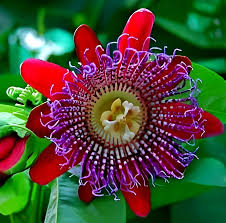 Red Winged-Stem Passion Flower Seeds – Non-GMO, High Germination Heirloom Organic Garden Seeds