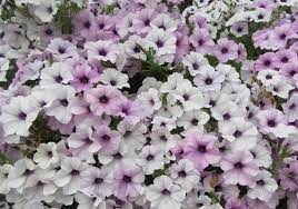 Flower Seeds, Seeds,Seeds For Planting,Plant Seeds