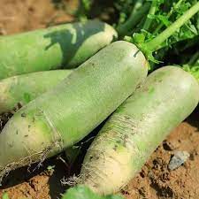 Vegetable Seeds,Garden seeds, Seeds For Planting,Plant Seeds