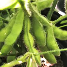 Giant Soybean Vegetable Seeds for Planting – Heirloom, Non-GMO, Organic Garden Seeds, High Germination, Protein-Rich Crop