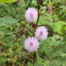 Pink Mimosa Pudica Flower Seeds for Planting | Heirloom Non-GMO Bright Blooms Garden Seeds