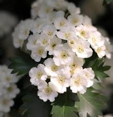 Crataegus Flower Seeds for Planting – Heirloom, Non-GMO, Shade Tolerant, High Germination