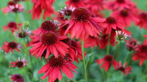 Red Perennial Flower Seeds for Planting – Heirloom, Non-GMO, Premium Quality Garden Seeds