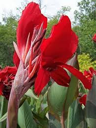 Indica Flower Seeds for Planting – Hardy Variety, Heirloom & Non-GMO Seeds