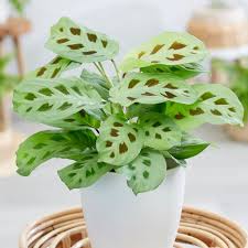 Maranta Leuconeura Flower Seeds for Planting | Heirloom Non-GMO High Germination Organic Garden Seeds