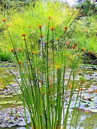 Green Cyperus Papyrus Flower Seeds for Planting - Heirloom, Non-GMO, High Germination Organic Garden Seeds