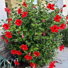 Red Cape Honeysuckle Flower Seeds for Planting | Heirloom Non-GMO High Germination Organic Garden Seeds